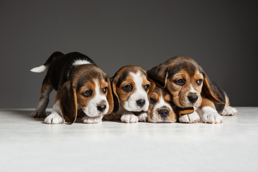Four adorable beagle puppies huddled together