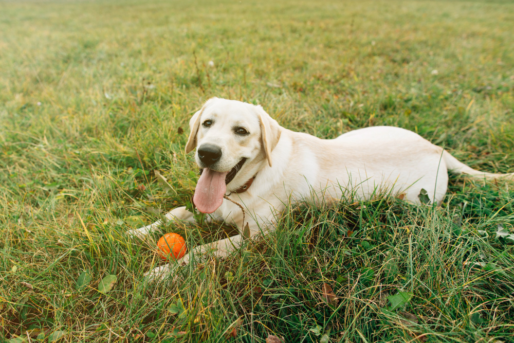 yellow lab laying in the grass