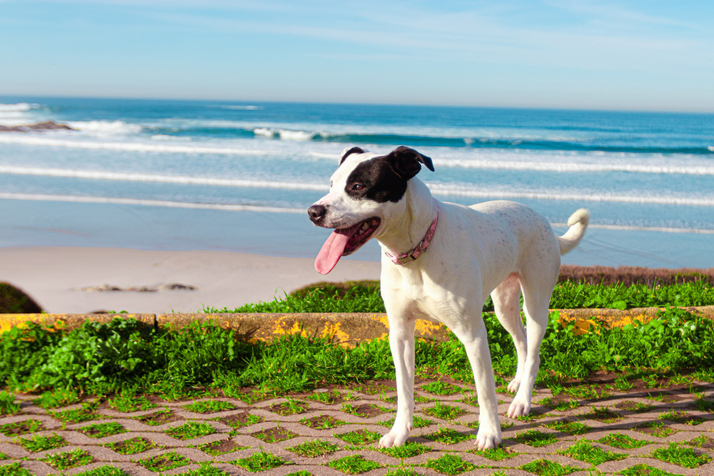 Jack Russell Terrier outside at the beach