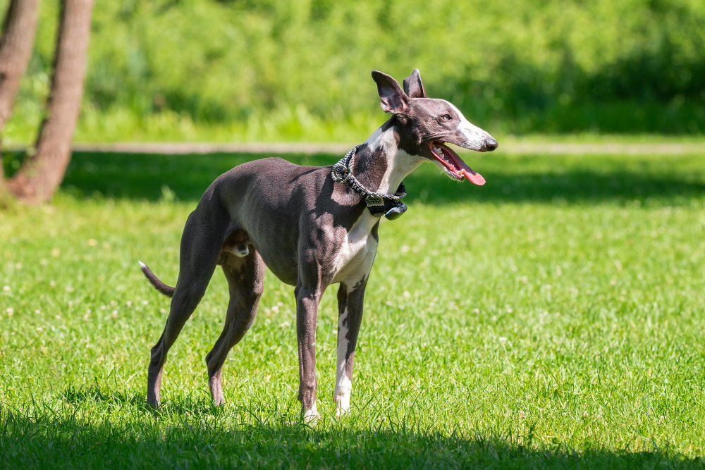 happy greyhound in the grass