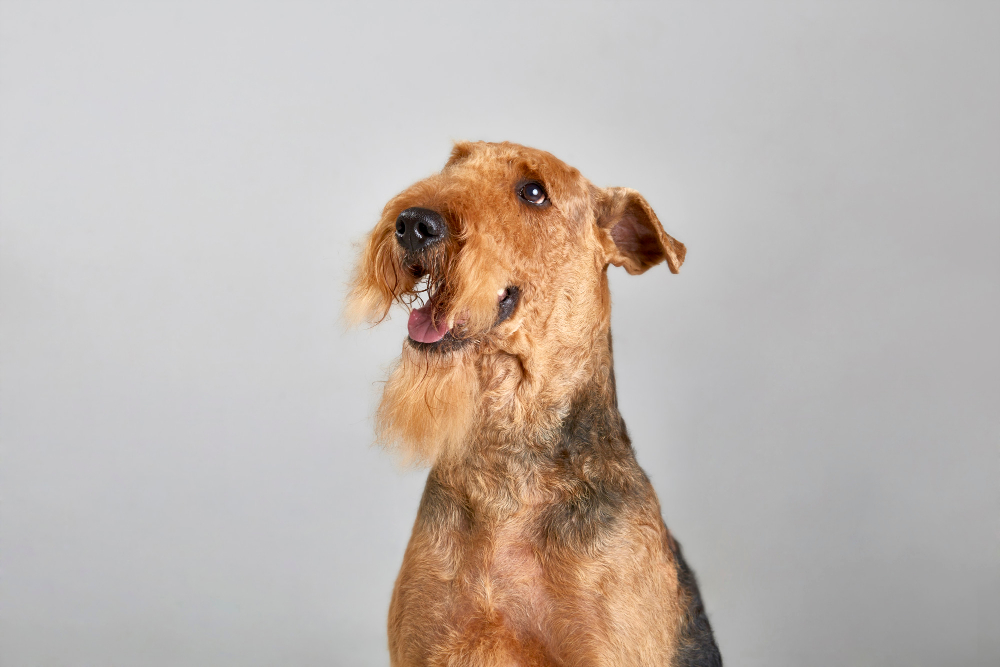 Airedale Dog portrait from the chest up