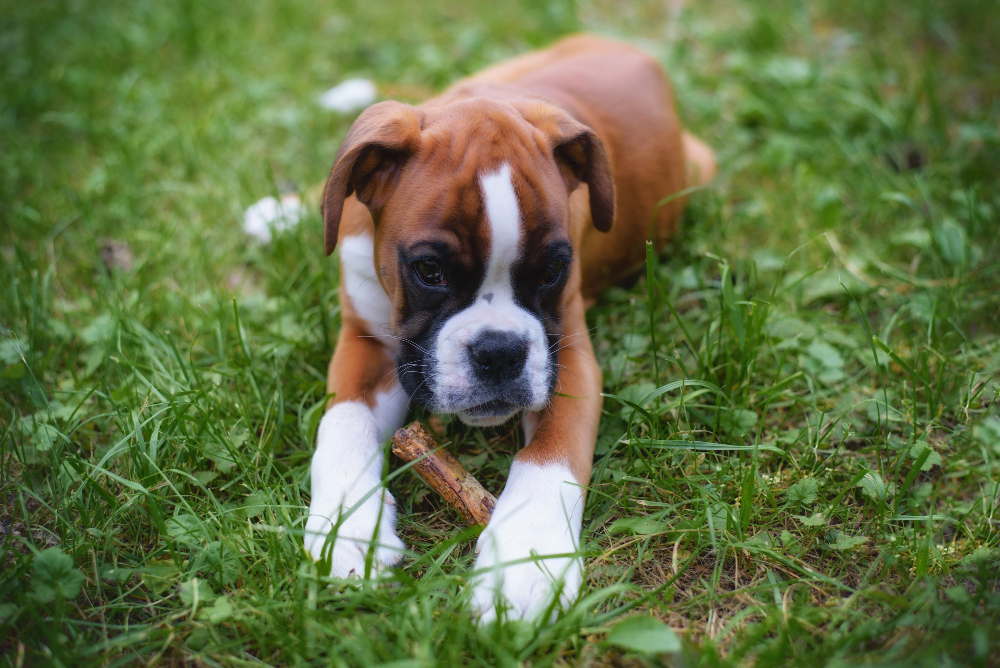 Boxer puppy laying in grass chewing on a stick