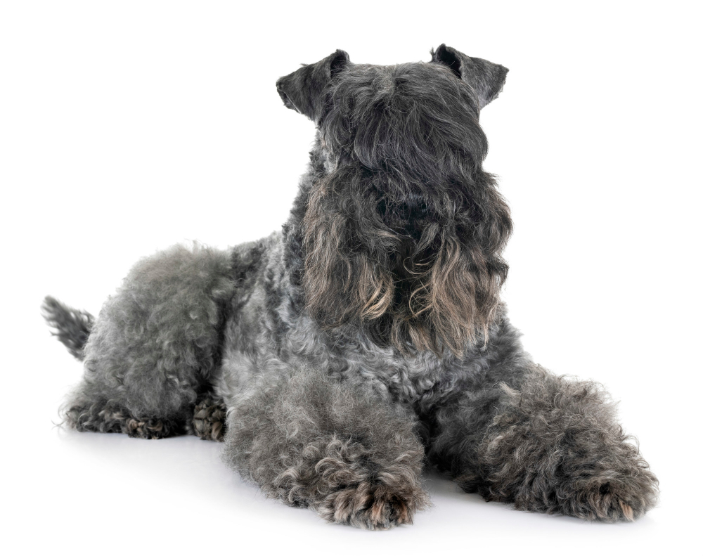 Kerry Blue Terrier laying down