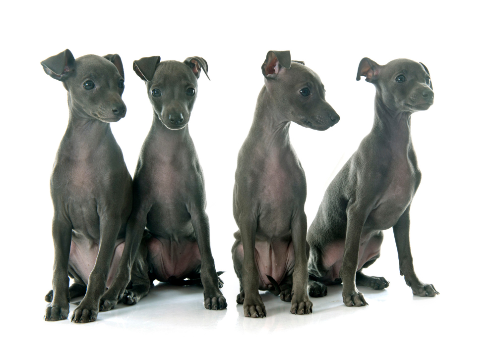Four italian greyhound puppies sitting against white backdrop