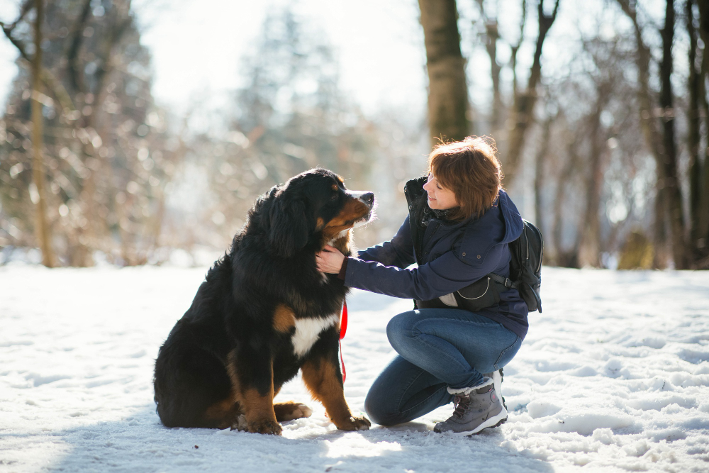 Woman and a bernese mountain dog outdoors