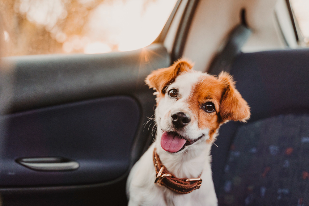 Jack Russell Terrier in car